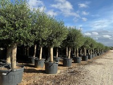 Olivenbaum olive jahre - olive, "40