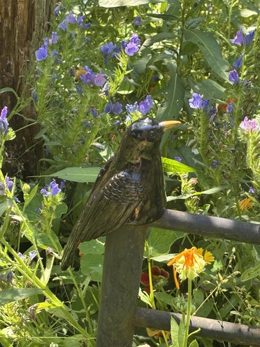 Amsel zaungocker gartendeko - amsel,