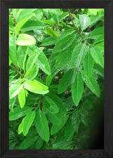 Gerahmtes wandbild mangobaum - gerahmtes,