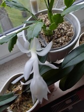 Schlumbergera Angel Dance,   Weihnachtskaktus,  reinweiße große Blüte, Rarität