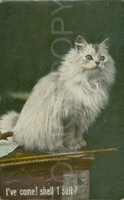 Vintage Postkarte Katze