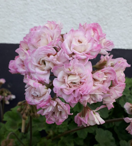 Pelargonie jungpflanze juv - pelargonie,