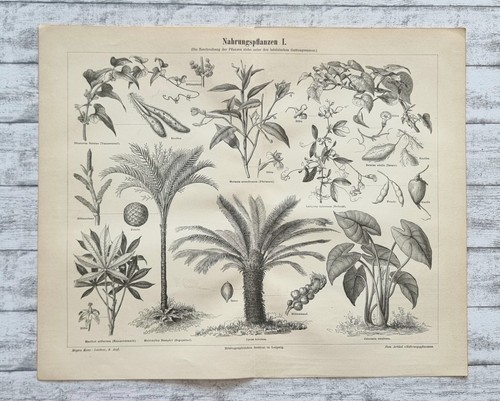 Nahrungspflanze palme frucht - palme,