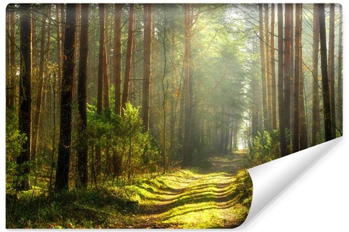 Selbstklebende fototapete wald - selbstklebende,