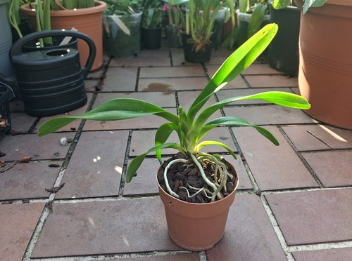 Aerides magnifica pink - aerides,