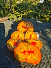 Dwarf Tomato Project Peppermint Stripes мятные полосы Balkon tomaten Topftomate 