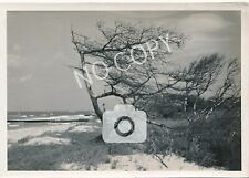 Foto Ostseebad Prerow im Naturschutzgebiet am Weststrand J1.62