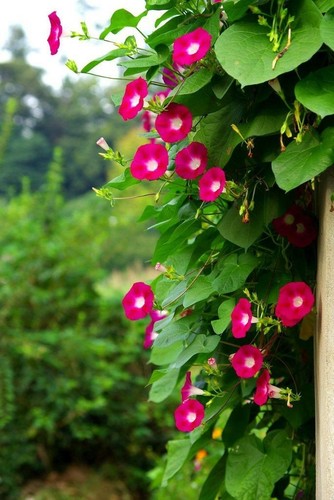 Prunkwinde scarlett hara - prunkwinde, ''scarlett