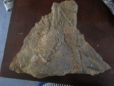Seelilie aus algerien nicht - seelilie, algerien,nicht