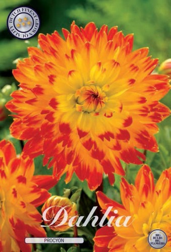 Orangefarbene schmuck dahlie - orangefarbene,