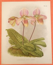 Cypripedium Concolawre