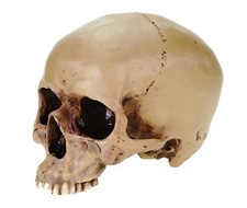 Anatomie Schädel 19 cm design