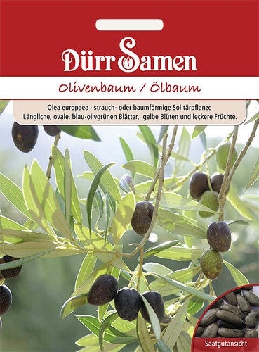 Olivenbaum ölbaum saatgut von - olivenbaum/Ölbaum,