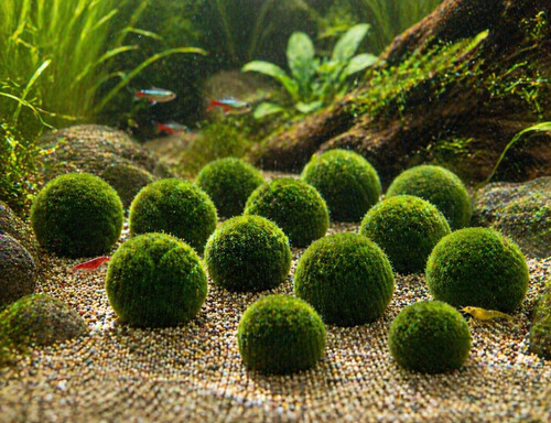 Marimo mooskugeln 2 cm - marimo, 1-2