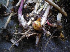 Bambus, 3 Bambuswurzeln