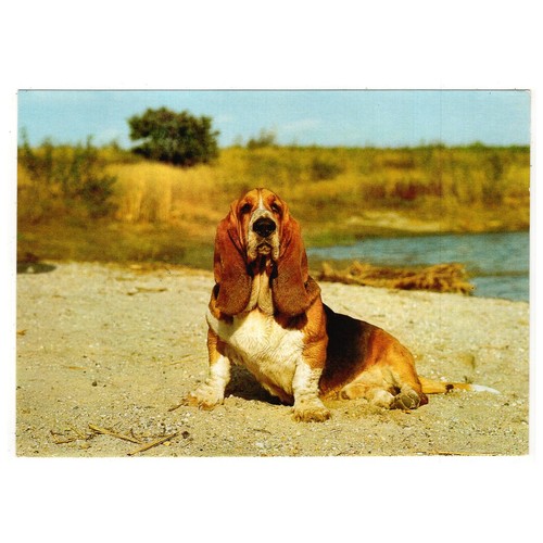Hunde postkarte basset - postkarte,