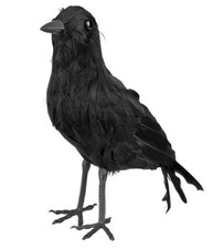 Krähe rabe schwarz mit echten - mit,