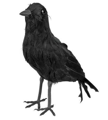 Krähe rabe schwarz mit echten - krähe,