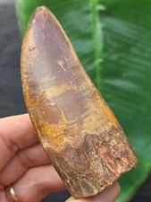 9,9 cm masssiver scharfer Zahn