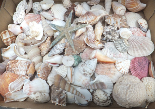 Konvolut muscheln mit seestern - muscheln,