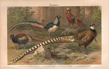 FASANEN FASAN Diamantfasan Goldfasan Buntfasan Königsfasan LITHOGRAPHIE 1904