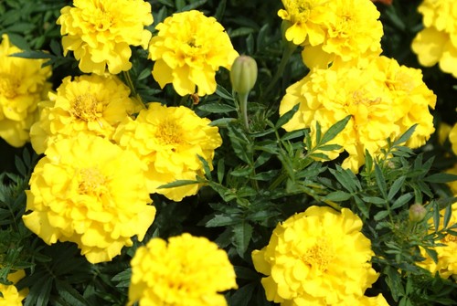 Tagetes gelb 100 samen - ,