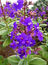Tibouchina - Buchse Gloria Prinzessin Lila - 25 Saatgut Seeds