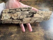 Dinosaurier Knochen Hell Creek