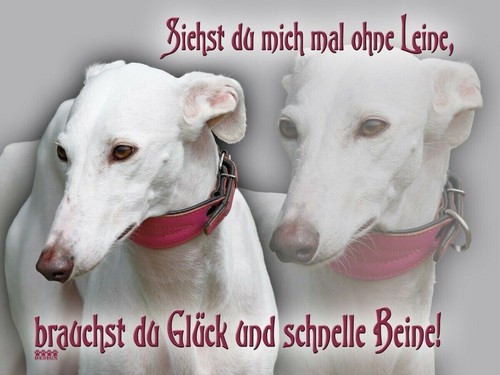 Galgo español hundewarnschild - galgo,