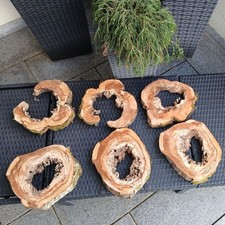 kernfaule gestockte hohle