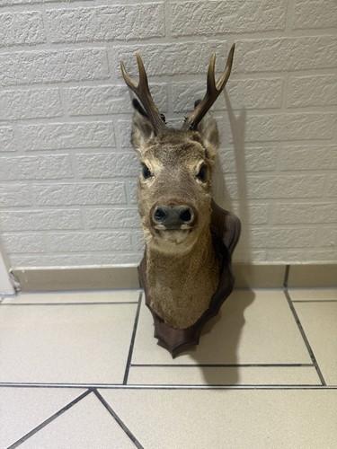 Schöner rehbock kopf - schöner,