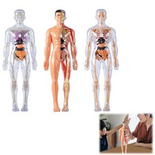 Menschlichen Körper Skelett