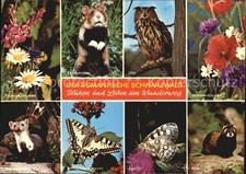 Tiere Schwarzwald Uhu Feldhamster Steinmarder