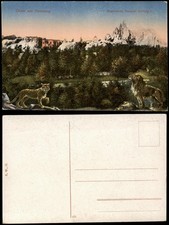 Stellingen-Hamburg Hagenbecks Tierpark Stellingen, Löwe, Tiger 1910