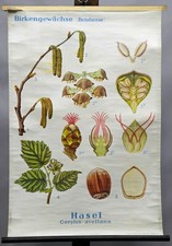 Schulwandkarte Lehrtafel Rollbild Poster Birkengewächse Hasel