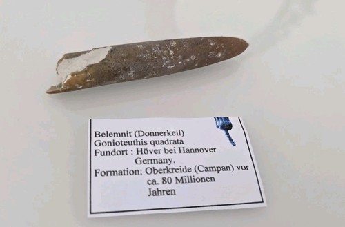 Belemnit fossil - belemnit,