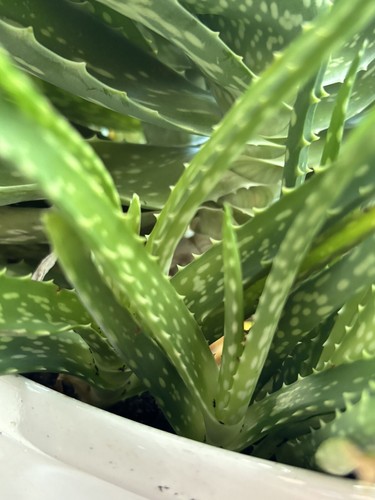 Aloe vera ableger - aloe,