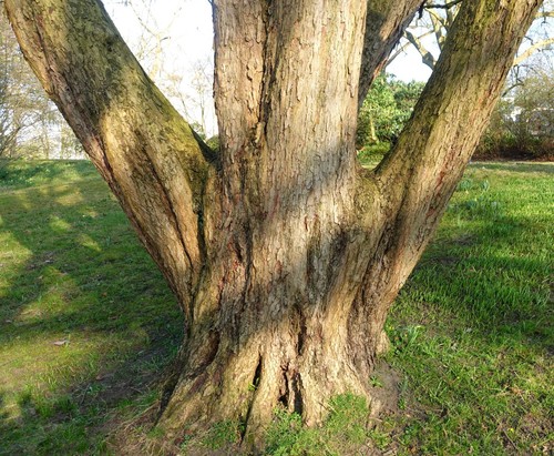 Baum hasel türkische - baum-hasel,