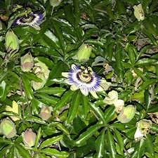 Passionsblume Passiflora