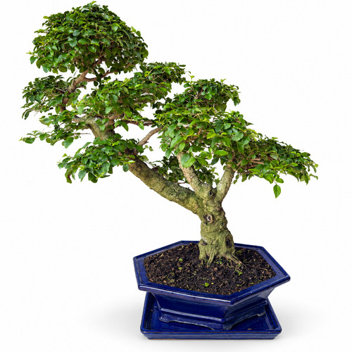 Bonsai ligustrum zimmerbonsai - bonsai,