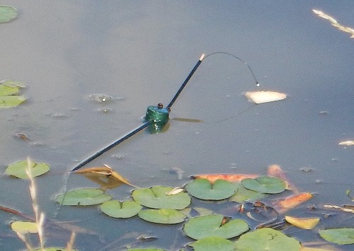 Karpfen schwimmer angeln - schwimmer,