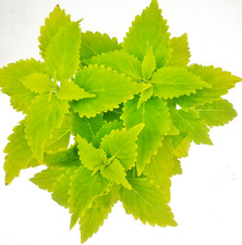 Buntnessel Lime Time Coleus