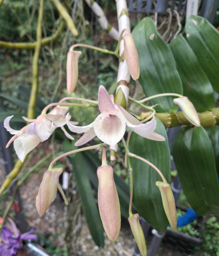 Dendrobium signatum orchidee - dendrobium,