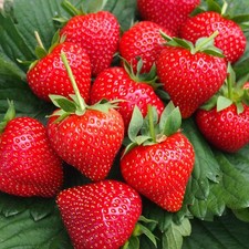 10 Stk. Erdbeerpflanze 'Holy'