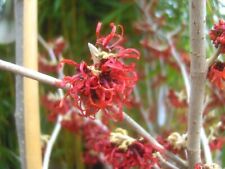 Hamamelis "Diane" 60-70cm, rote Zaubernuss, blüht im Schnee