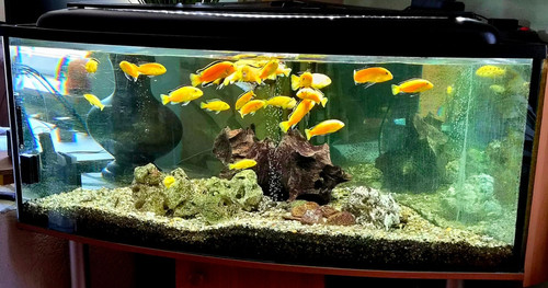 Eck aquarium mit - mit, einigen