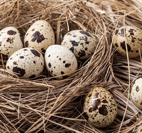 Eier wachteln zum verzehr be - wachteln,