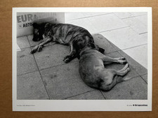 Wolfgang Tillmans - Your Dogs