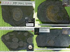 Schieferplatte mit Versteinerungen Fossilien