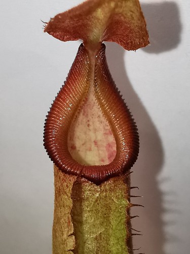 Nepenthes robcantleyi - , x